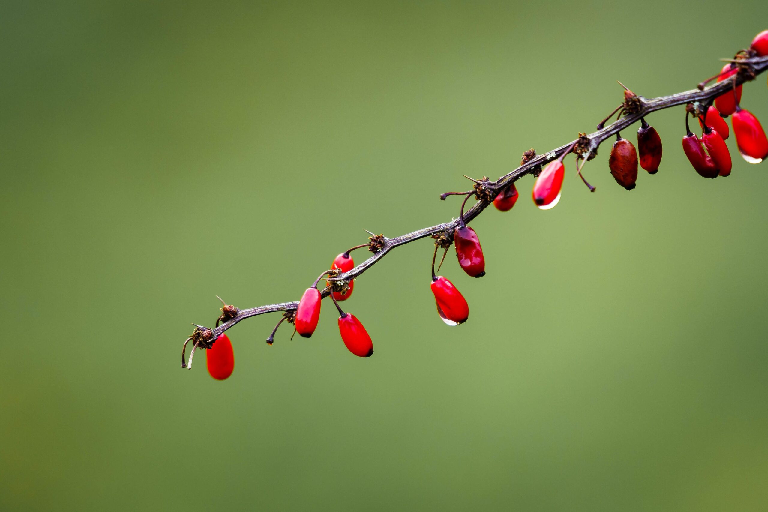 βερβερίνη, οφέλη βερβερίνης, διατροφή, αντιοξειδωτική δράση, διαβήτης
